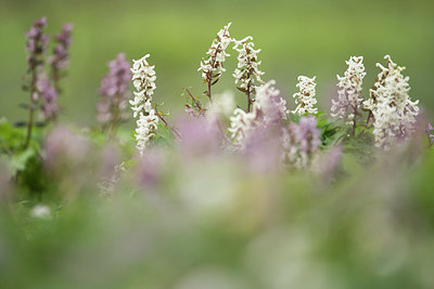 BUITEN BEELD Foto: 285245