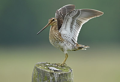 BUITEN BEELD Foto: 285248
