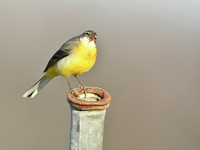 BUITEN BEELD Foto: 285254