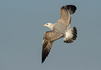 BUITEN BEELD Foto: 285261