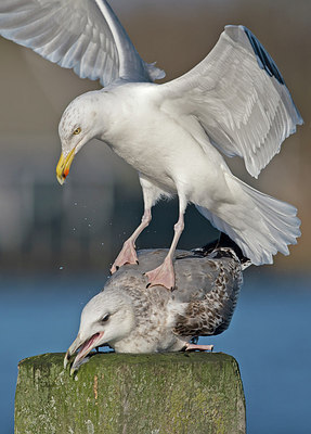 BUITEN BEELD Foto: 285262