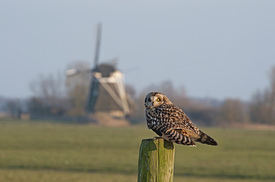 BUITEN BEELD Foto: 285264