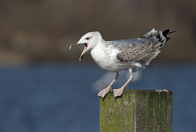 BUITEN BEELD Foto: 285265