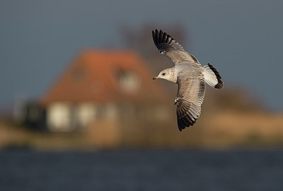 BUITEN BEELD Foto: 285269