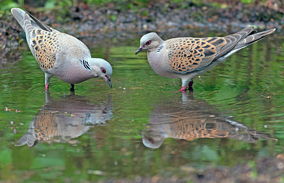 BUITEN BEELD Foto: 285271