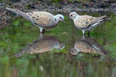 BUITEN BEELD Foto: 285272