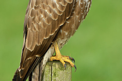 BUITEN BEELD Foto: 285277