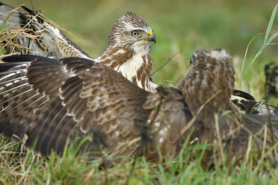 BUITEN BEELD Foto: 285279