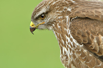 BUITEN BEELD Foto: 285281