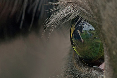 BUITEN BEELD Foto: 285294