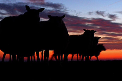BUITEN BEELD Foto: 285296