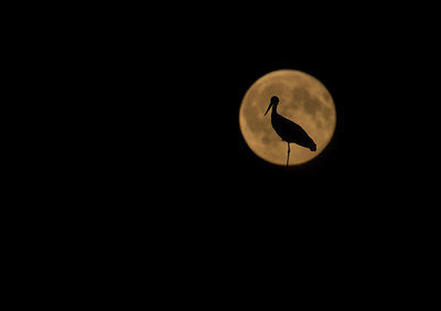 BUITEN BEELD Foto: 285299