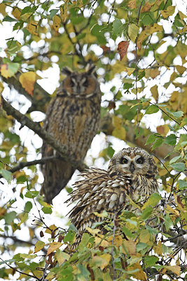 BUITEN BEELD Foto: 285300