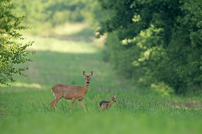 BUITEN BEELD Foto: 285320