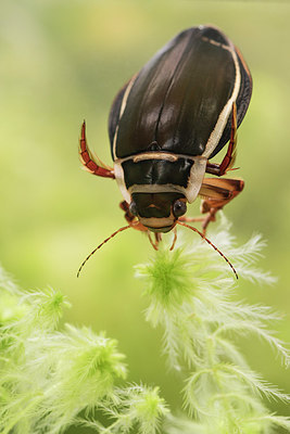 BUITEN BEELD Foto: 285324