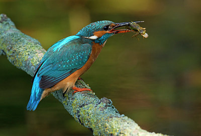 BUITEN BEELD Foto: 285333