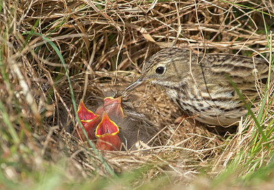 BUITEN BEELD Foto: 285343