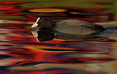 BUITEN BEELD Foto: 285347