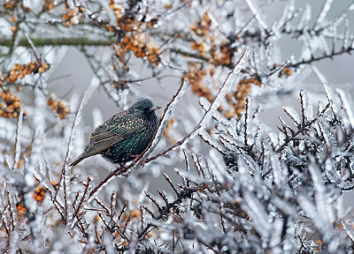 BUITEN BEELD Foto: 285350