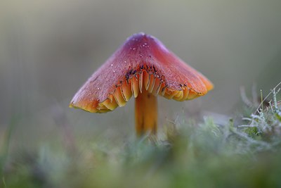 BUITEN BEELD Foto: 285379