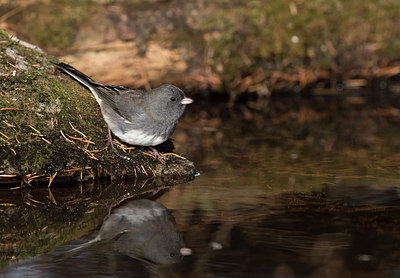 BUITEN BEELD Foto: 285385