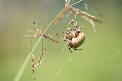 BUITEN BEELD Foto: 285387