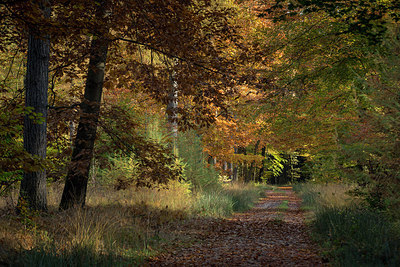 BUITEN BEELD Foto: 285406