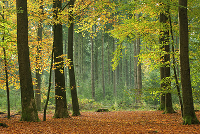 BUITEN BEELD Foto: 285419