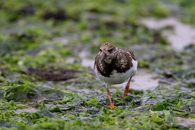 BUITEN BEELD Foto: 285428