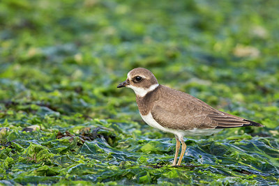 BUITEN BEELD Foto: 285439
