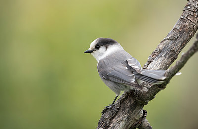 BUITEN BEELD Foto: 285451