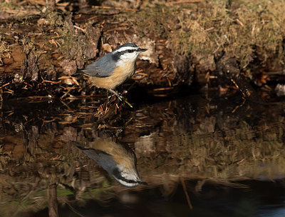 BUITEN BEELD Foto: 285463