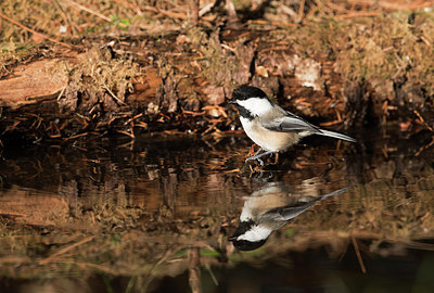 BUITEN BEELD Foto: 285469