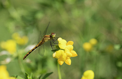 BUITEN BEELD Foto: 285471