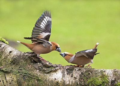 BUITEN BEELD Foto: 285495