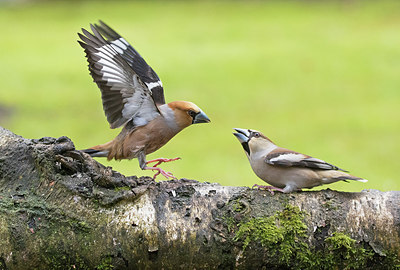 BUITEN BEELD Foto: 285502