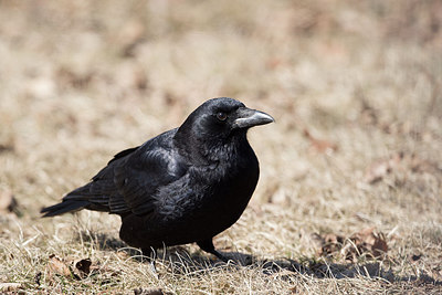 BUITEN BEELD Foto: 285511