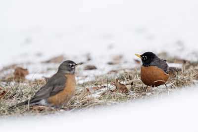 BUITEN BEELD Foto: 285513