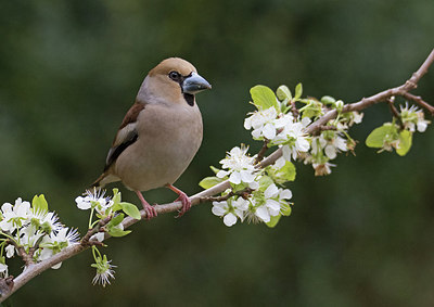BUITEN BEELD Foto: 285547