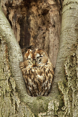 BUITEN BEELD Foto: 285548