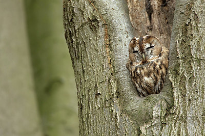 BUITEN BEELD Foto: 285550