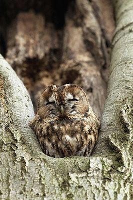 BUITEN BEELD Foto: 285553