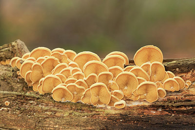 BUITEN BEELD Foto: 285554