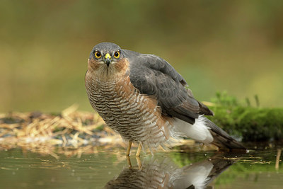 BUITEN BEELD Foto: 285559