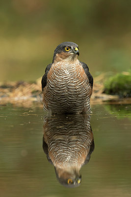 BUITEN BEELD Foto: 285560