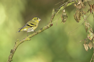 BUITEN BEELD Foto: 285563