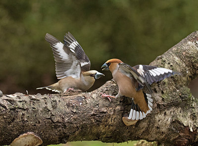 BUITEN BEELD Foto: 285566