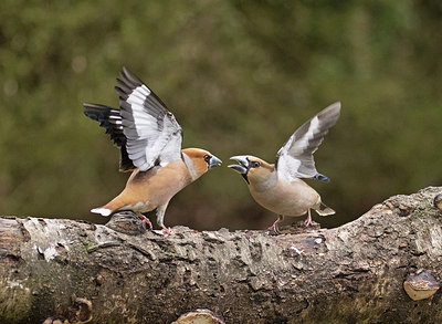 BUITEN BEELD Foto: 285567