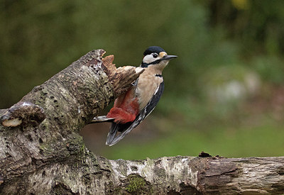 BUITEN BEELD Foto: 285568