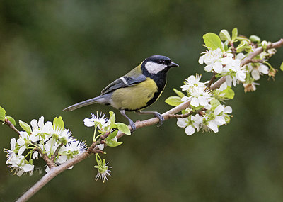 BUITEN BEELD Foto: 285569